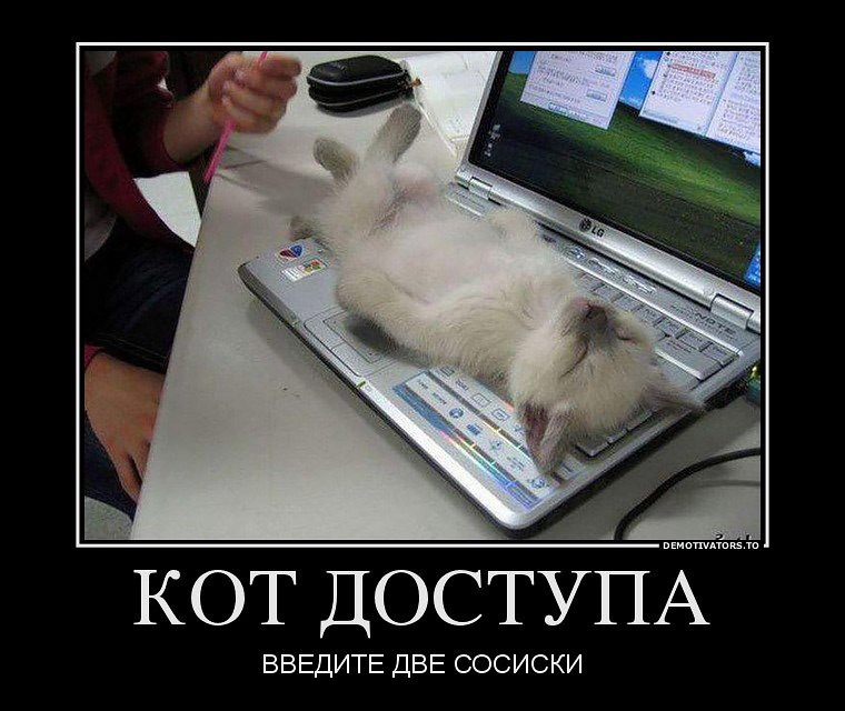 демотиватор с котиком